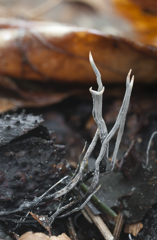 Xylaria carpophila